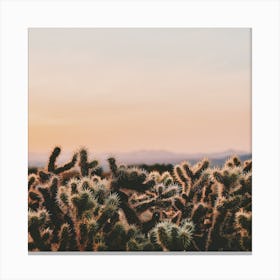 Cholla Cactus Sunset Canvas Print