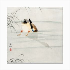 Mallard, The Head Under Water (1900 1930), Ohara Koson Canvas Print