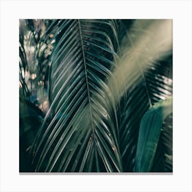 The Palm Leaves In The Shadows Portugal Square Canvas Print