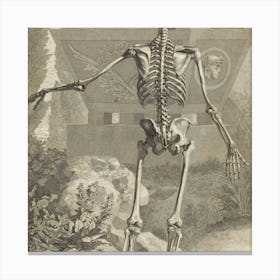 Skeleton Of A Man Canvas Print