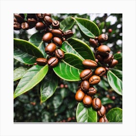 Coffee Beans 17 Canvas Print