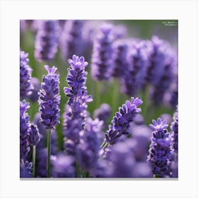 Lavender Flowers Canvas Print