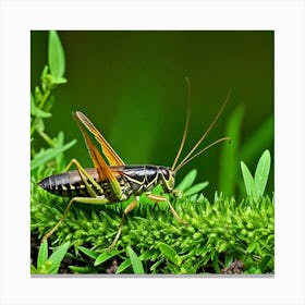 Grasshopper 64 Canvas Print