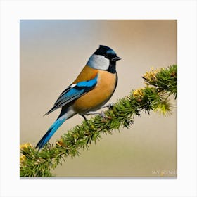 Blue Tit 72 Canvas Print