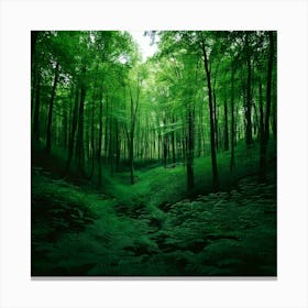 Firefly Deep Forest Green Rich, Dark Greens For A Moody Forest Atmosphere 3 Canvas Print