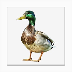 Springtime-Duck-Pond-Clipart.1 Canvas Print