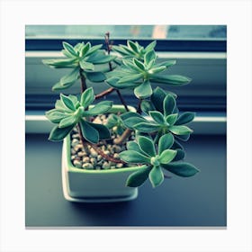 Houseplant Pot Sill Wallpaper 1024x1024 Canvas Print