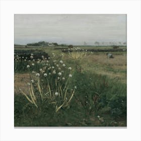 Field Of Daisies Canvas Print