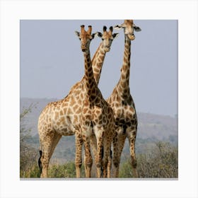 Giraffes 1 Canvas Print