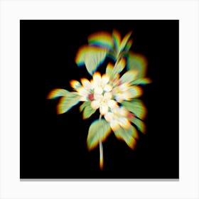 Prism Shift Apple Blossom Flores Mali Botanical Illustration on Black Canvas Print