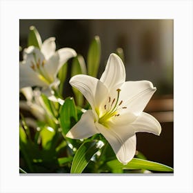 White Lily Canvas Print