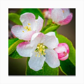 Blooming Pear Tree In Spring Close Shot Showcasing The Intricate Arrangement Of Small Blush Toned B 2 1 Canvas Print