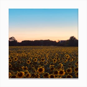 Sunflower Field At Sunset Canvas Print