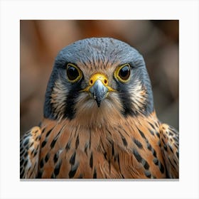 Falcon Canvas Print