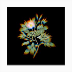 Prism Shift Malmedy Rose Botanical Illustration on Black n.0304 Canvas Print