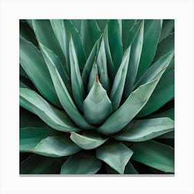 Hypnotic Agave Plant Art Illustration Painting Fas Vlgwzfdrsmpuxvhue X Q E1msfgfxrrohfunmyitmoq Canvas Print