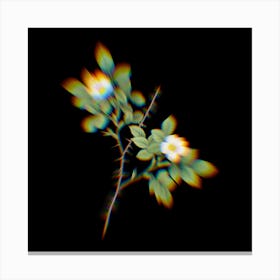Prism Shift Spiny Leaved Rose of Dematra Botanical Illustration on Black n.0272 Canvas Print