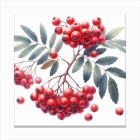 Rowan berries 5 Canvas Print