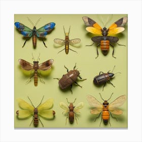 Insect display Canvas Print