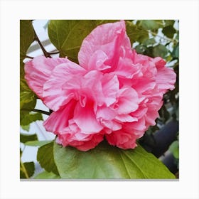 Pink Hibiscus 1 Canvas Print