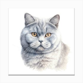 British Shorthair Persian Cat Portrait 2 Canvas Print