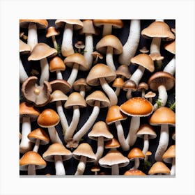 Mushroom Collection On A Black Background Canvas Print