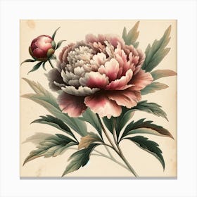 Peony Art Print Canvas Print