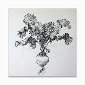 Beetroot 1 Canvas Print