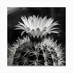 Cactus Flower 2 Canvas Print