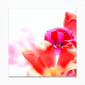 Tulips 1 Canvas Print