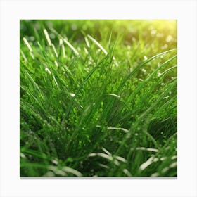 Grass In The Sun Canvas Print