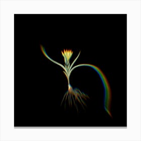 Prism Shift Ixia Recurva Botanical Illustration on Black n.0435 Canvas Print