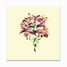 Orchids Canvas Print