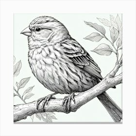 Line Art canary Canvas Print