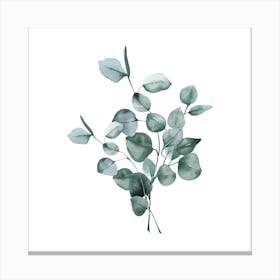 Eucalyptus Canvas Print