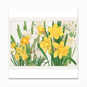 Daffodils Canvas Print