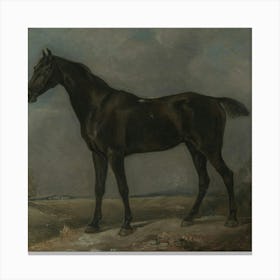 Black Horse Canvas Print