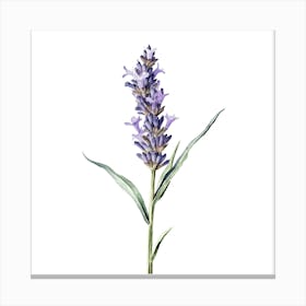 Lavender Flower Watercolor Illustration 1 Canvas Print