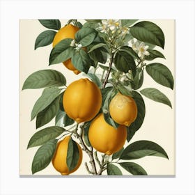 Default Vintage Redout 1 Citrus Bigaradia Art 2 Canvas Print