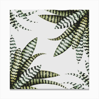 Bromeliad Canvas Print