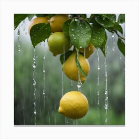 Lemon Tree In Rain Canvas Print