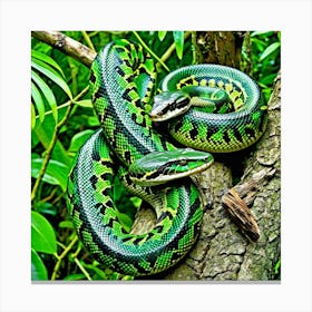 Emerald Tree Boa Snake Reptile Green Arboreal Tropical Rainforest Amazon South America Co (5) Canvas Print