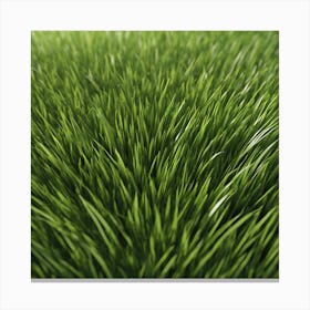 Green Grass 42 Canvas Print