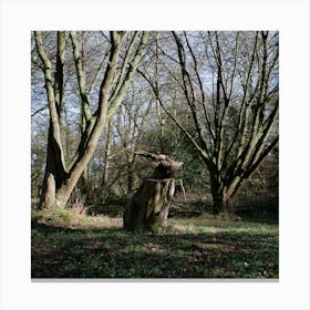 Head In The Woods Colour Canvas Print