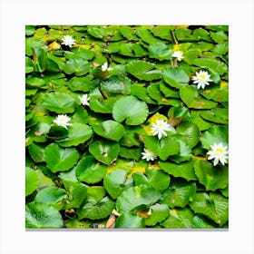 Water Lilies 1 Canvas Print