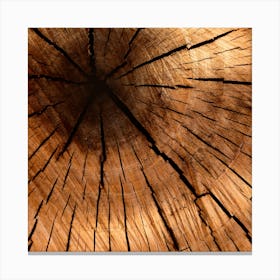 Close Up Of A Tree Trunk Canvas Print