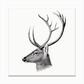 Stag Deer Vintage Canvas Print