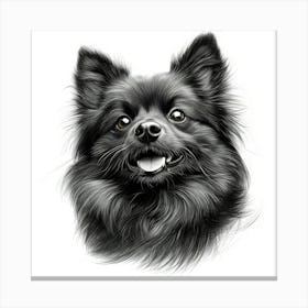 Keeshond 1 Canvas Print