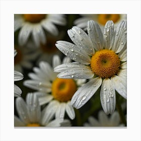 Daisy In The Rain 1 Canvas Print