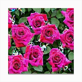 Pink Roses 1 Canvas Print